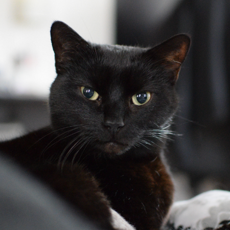 Katze Haily