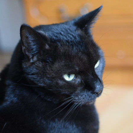Katze Xenia